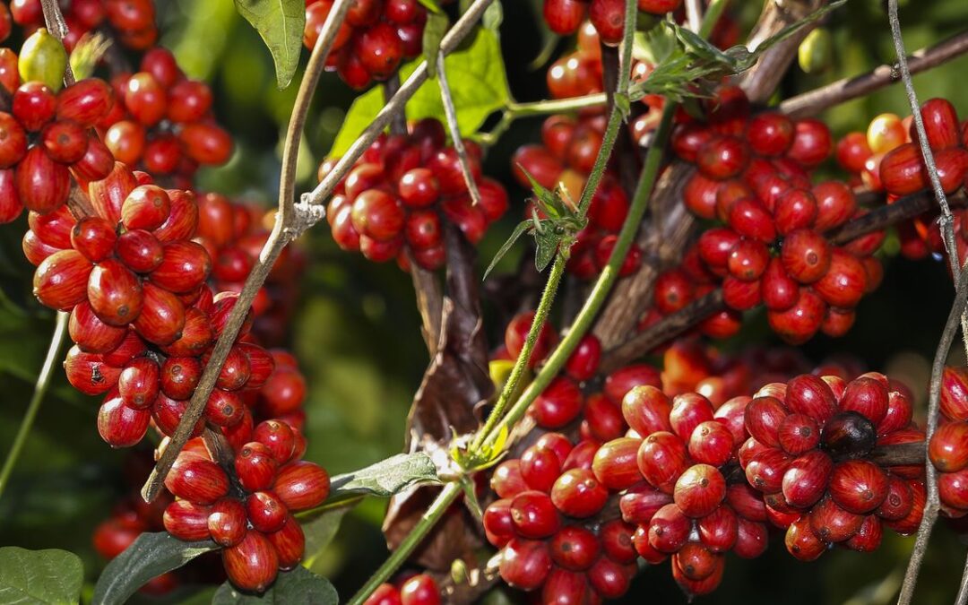 Safra de café deve registrar aumento de 16,8% em 2022, diz Conab