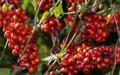 Safra de café deve registrar aumento de 16,8% em 2022, diz Conab