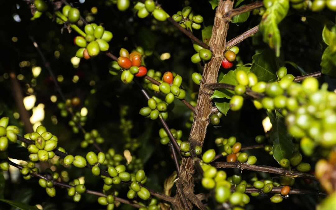CMN remaneja R$ 1,3 bi para cafezais afetados por geadas