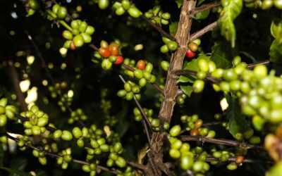 CMN remaneja R$ 1,3 bi para cafezais afetados por geadas