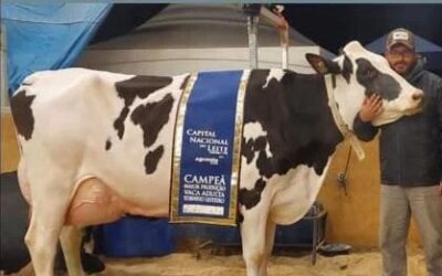 Vaca produz mais de 100 litros de leite por dia
